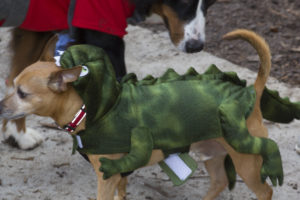 True-man dressed as a dinosaur